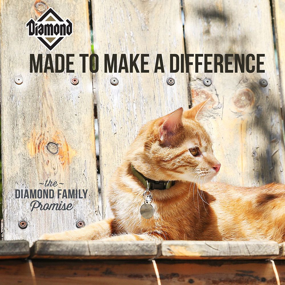 Diamond Cat Food- Maintenance