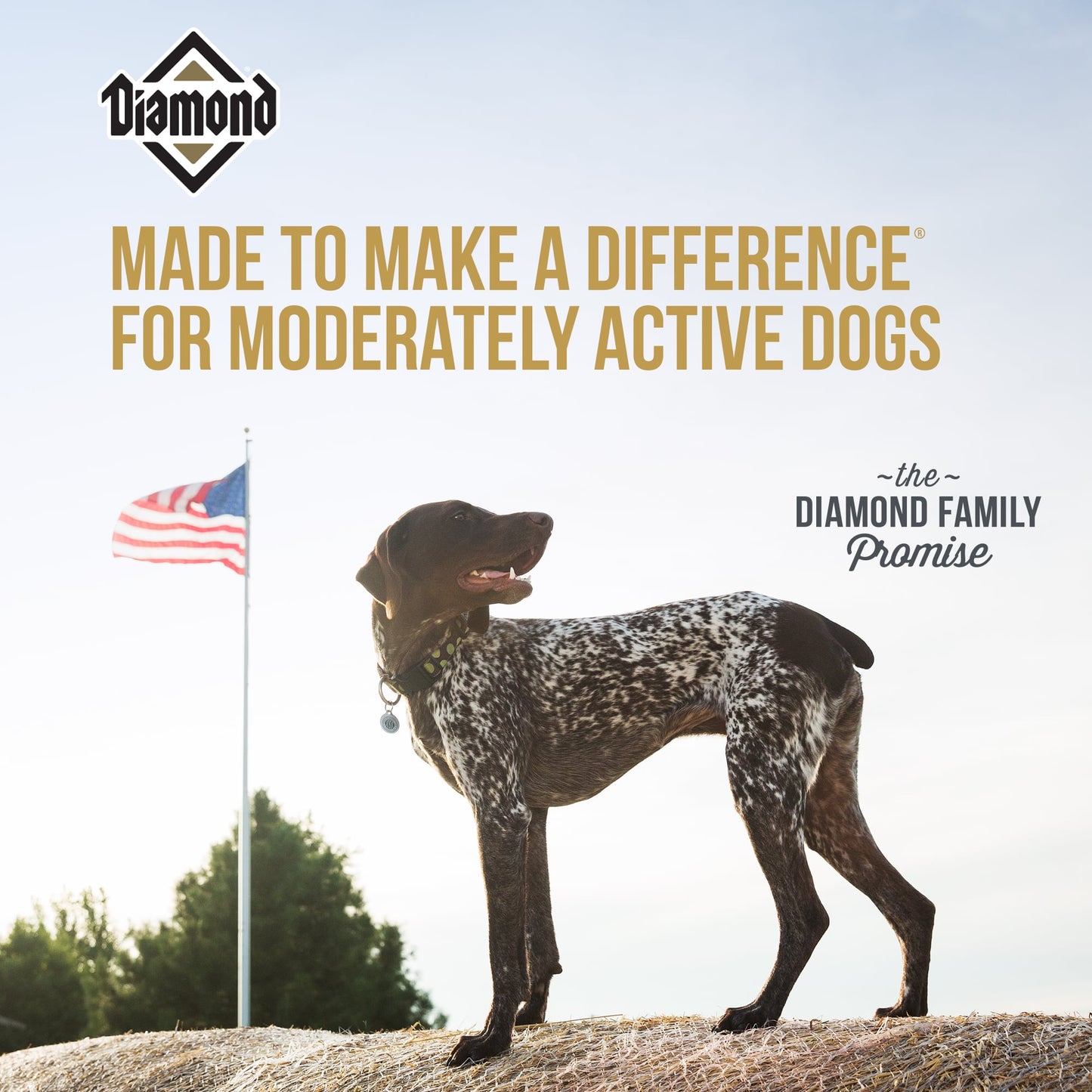 Diamond Dog Food- Maintenance