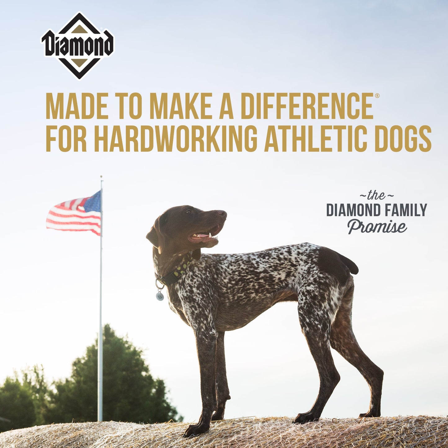 Diamond Dog Food- Performance