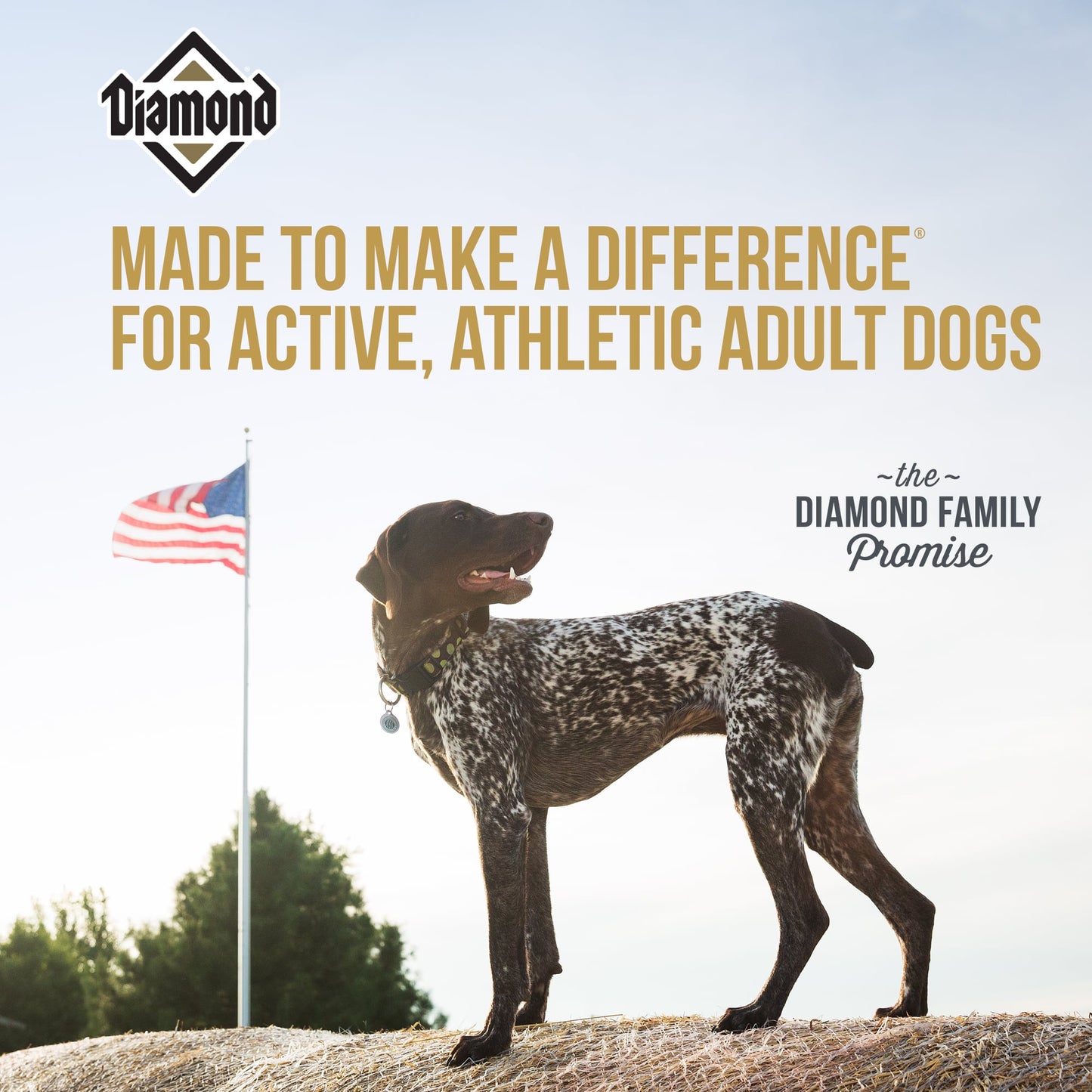 Diamond Dog Food- Premium Adult