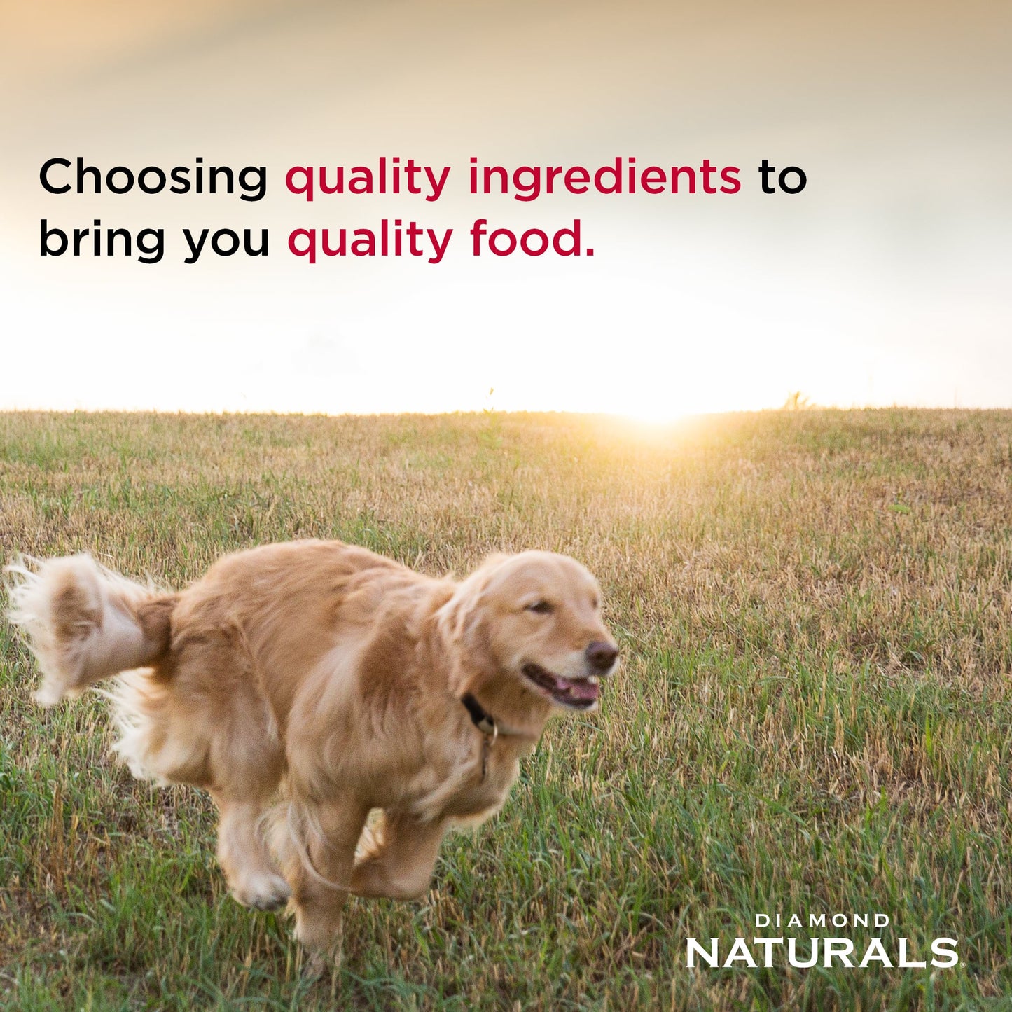 Diamond Naturals Dog Food-Skin&Coat All Life Stages